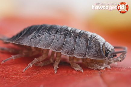 Hogyan lehet megszabadulni a woodlice a lakásban