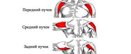 Hogyan építsünk vállak otthon gyorsan súlyzókkal