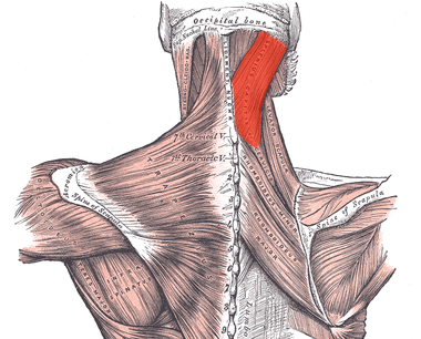 Hogyan építsünk nyak gyakorlatok fejlesztése a nyak izmait, video