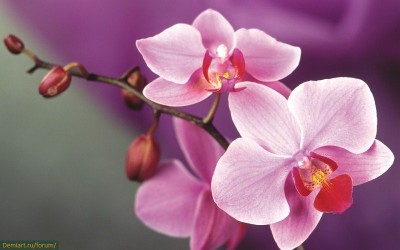 Hogyan kell felhívni orchidea fokozatosan színes ceruzák
