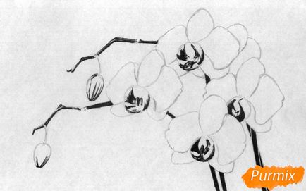 Hogyan kell felhívni a ceruzát orchidea szakaszaiban