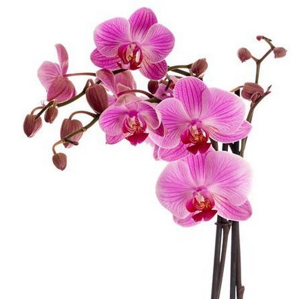 Hogyan kell felhívni a ceruza orchidea állapotok 1