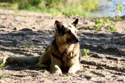 Hogy az emberek értelmezik a jeleket a kutya üvöltve, ugatás, nyafogás és egyéb hangok