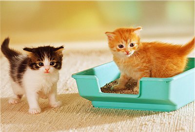 Hogyan kell tanítani a cica, hogy menjen egy tálca - gyorsan megtanulni járni a tálcán, az online pet store