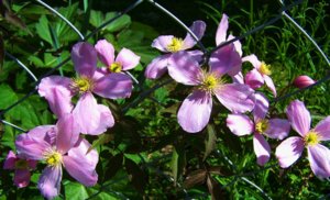 Hogyan lehet csökkenteni a klematisz buja virágzás, vagy három csoporttal klematiszokat metszés