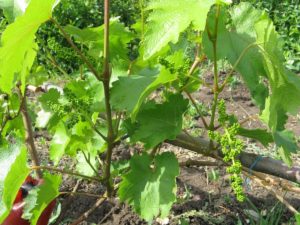 Hogyan lehet csökkenteni a szőlőt nyáron felesleges hajtások javítása termés