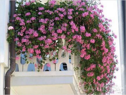 Hogyan lehet díszíteni egy erkély virágok - virágok az erkélyen (fotó)