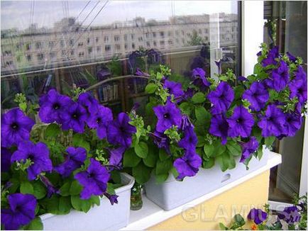 Hogyan lehet díszíteni egy erkély virágok - virágok az erkélyen (fotó)