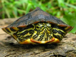 Hogyan állapítható meg, a kor, a piros-teknősök