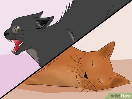 Hogyan lehet azonosítani a kor macska