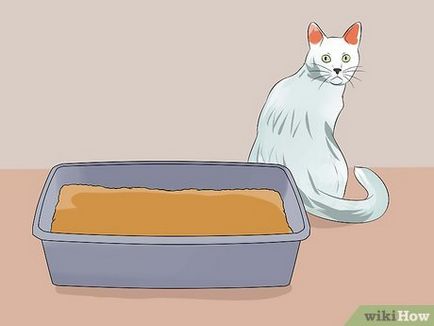 Hogyan lehet azonosítani a kor macska