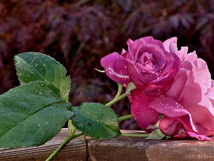 Hogyan lehet megkülönböztetni egy rózsát a vadrózsa a leveleken és a hajtások