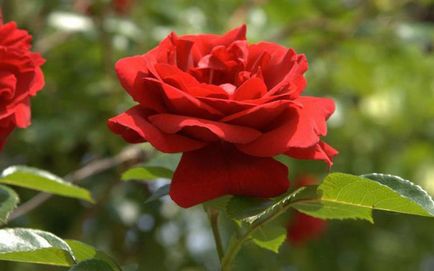 Hogyan lehet megkülönböztetni egy rózsát a vadrózsa a levelek és virágok növények rózsa és vadrózsa fotó
