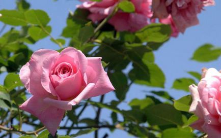 Hogyan lehet megkülönböztetni egy rózsát a vadrózsa a levelek és virágok növények rózsa és vadrózsa fotó