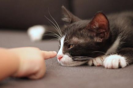 Hogyan elválaszt macska vagy macska harapás és karcolás ha rávasalhat