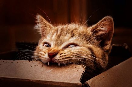 Hogyan elválaszt macska vagy macska harapás és karcolás ha rávasalhat