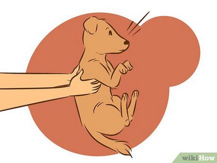 Hogyan elválasztott gyerek a kutyát a kéjsóvár viselkedésének