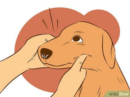 Hogyan elválasztott gyerek a kutyát a kéjsóvár viselkedésének