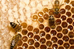 Hogy a méhek a méz - a teljes gyártási folyamat