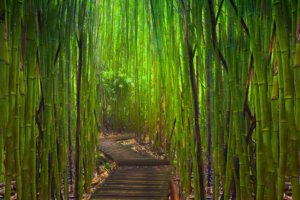 Hogyan újratelepítési bambusz árnyalatok transzplantációs cserepes fajták és dísznövény fajok tereprendezés