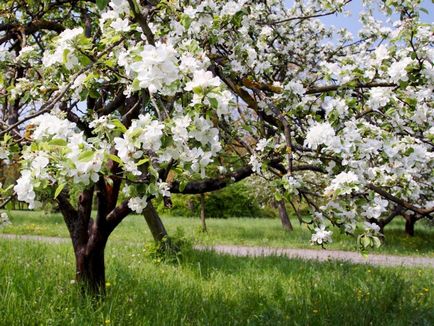 Hogyan takarmány egy almafa tavasszal
