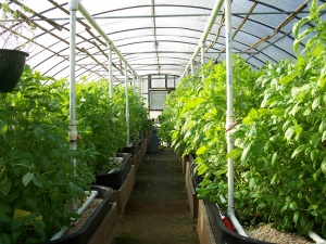 Hogyan növény uborka üvegházban helyesen kiemeli a gyors növekedés és a magas hozamú