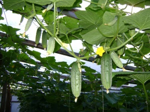 Hogyan növény uborka üvegházban helyesen kiemeli a gyors növekedés és a magas hozamú