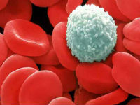 Hogyan növelhető a fehérvérsejtek a vérben (az emelés) élelmiszerek, népi jogorvoslati