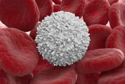 Hogyan növelhető a fehérvérsejtek a vérben, mint, hogy emeljék a fehérvérsejtek