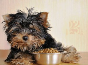 Hogyan táplálja a Yorkshire Terrier otthon főleg a kiegyensúlyozott