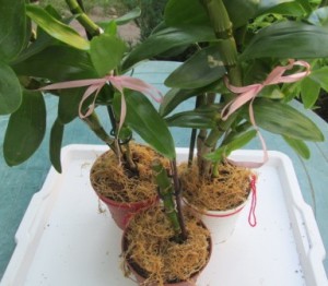 Hogyan transzplantáció és népszerűsítése orchidea Dendrobium, ízek és színek a egészségügyi szépség
