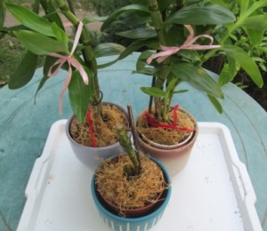 Hogyan transzplantáció és népszerűsítése orchidea Dendrobium, ízek és színek a egészségügyi szépség