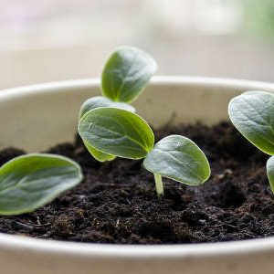 Hogyan készüljünk uborka vetésre - kerti gond nélkül