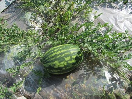 Hogyan csipet görögdinnye közvetlenül a szabadföldi és üvegházi