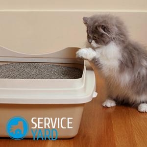 Hogyan hozzászoktatni a macskát, hogy a tálca, serviceyard-kényelmes otthon kéznél