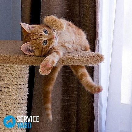 Hogyan hozzászoktatni a macskát, hogy a tálca, serviceyard-kényelmes otthon kéznél