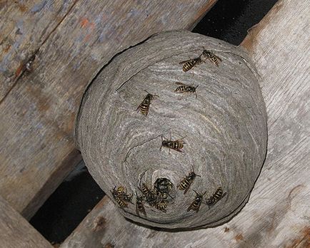 Hogyan lehet egyszerűen és hatékonyan megszabadulni a darazsak és a méhek
