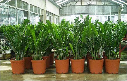 Hogyan terjednek Zamioculcas 1000 titkok