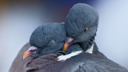 Hogyan szaporodnak galambok párzás folyamata