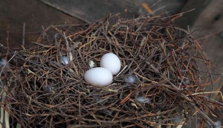 Mint fészkelő madarak (50 fotó) illeszkedő galambok