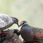 Mint fészkelő madarak (50 fotó) illeszkedő galambok
