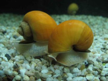Ahogy tenyésztés csigák az akváriumban, és hogyan tojik