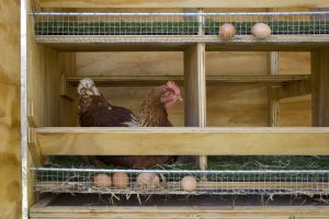 Hogyan készítsünk fészkeket és ülőrudak tojótyúkok kezüket