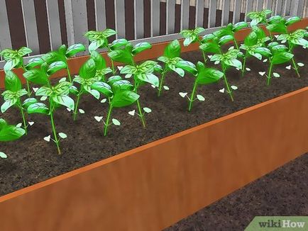 Hogyan készítsünk egy kert doboz, hogy a palánta zöldséget