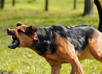 Hogy hogyan lehet a kutya dühös mások titkait kutya képzés és kisállat képzés