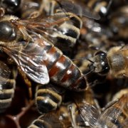 Hogyan lehet csalánkiütés a méhek saját kezűleg otthon lépésről lépésre rajzokkal és