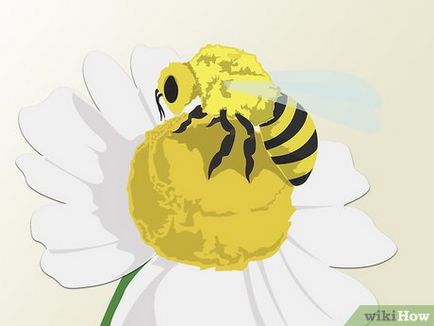 Hogyan gyűjtsünk méz 1