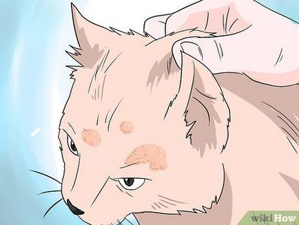 Hogyan lehet megbirkózni a hajhullás a macskák