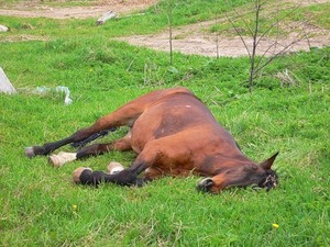 Mint alvó ló lovak aludni állva vagy fekve alszik, mint egy póni, mely az állatok még mindig alszik állás