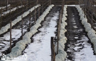 Hogyan lehet elrejteni a arborvitae télen - Tippek részletesen